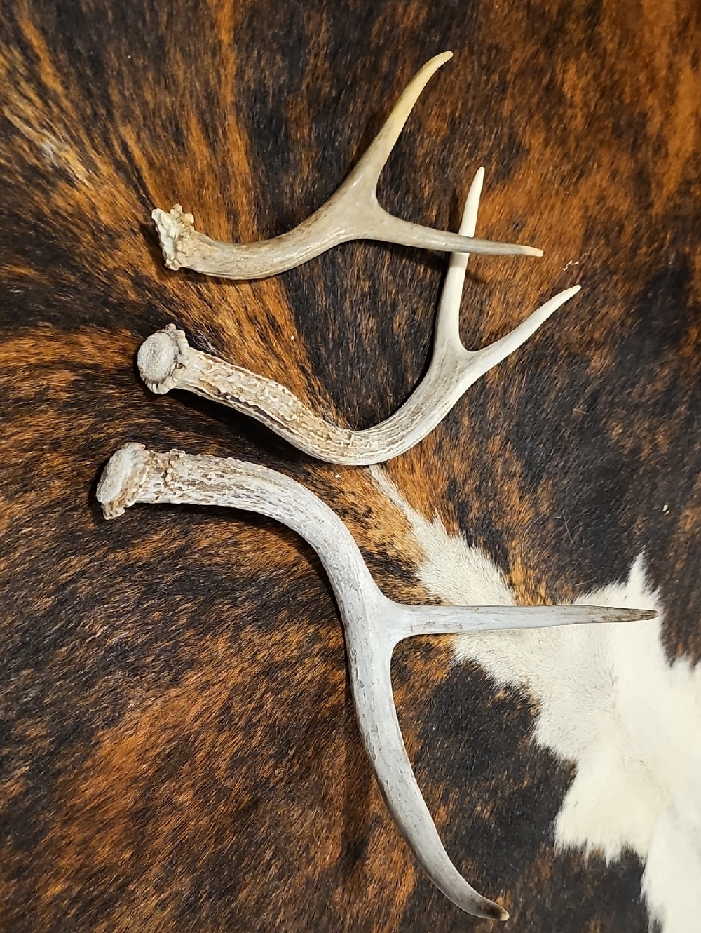 Selling 1 Yearling Antler